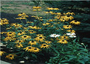 Goldsturm Rudbeckia