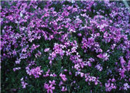 Moss Phlox