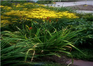 Solidago sphacelata 'Golden Fleece'