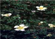 Purshia mexicana stansburyana