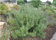 Chamaebatiaria millefolium