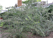Cercocarpus montanus