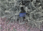 Fourwing Saltbush