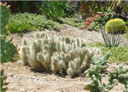 Opuntia erinacea