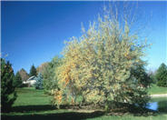 Common Sea Buckthorn