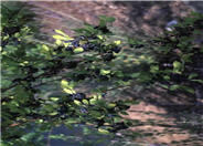 New Mexican Privet; Desert Olive