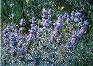 Salvia dorrii