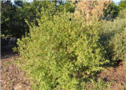 Squawbush