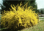 Lynwood Forsythia