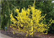 Spring Glory Forsythia