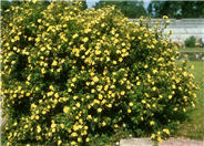Potentilla fruticosa
