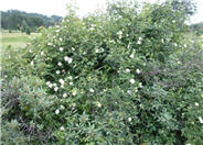 Rosa woodsii