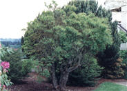 Smoketree