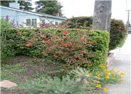 Chaenomeles speciosa