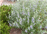 Longwood Caryopteris