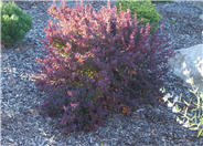 Royal Burgundy Barberry