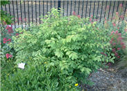 Winged Euonymus or Burning Bush