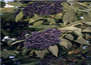 Blue Elderberry