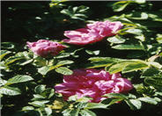 Rugosa Rose