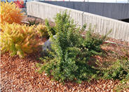 Physocarpus opulifolius
