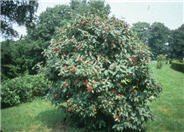 Viburnum lantana