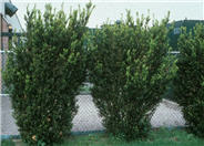 Taxus X media 'Hicksii'
