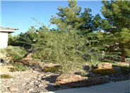 Chilopsis linearis