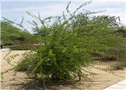 Celtis reticulata