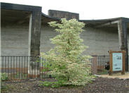 Variegated Box Elder