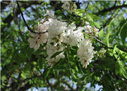 Black Locust