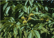 Aesculus glabra