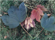 Spaethii Sycamore Maple