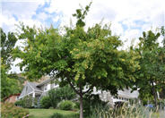 Amur Maple