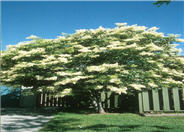 Syringa reticulata