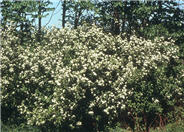Crataegus crusgalli x inermus