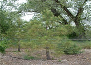 Ponderosa Pine