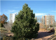 Pinyon Pine