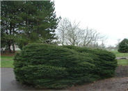 Bird's Nest  Norway Spruce