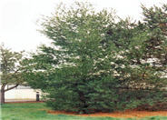Pinus strobus