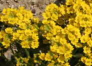 Mountain Alyssum