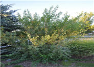 Fragrant Sumac
