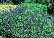 Blue Queen Salvia