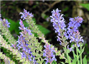 Salvia nemorosa 'May Night'