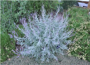 Amorpha fruticosa