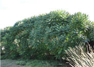Smooth Sumac