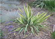 Yucca harrimaniae