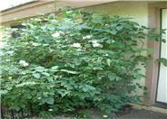 Philadelphus microphyllus