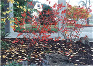 Aronia arbutifolia