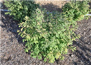 Compact Burning Bush