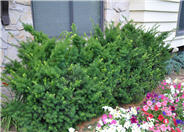 Taxus x media 'Densiformis'